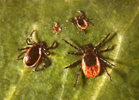 Best Yard Treatment For Ticks - Lawn Pest Control