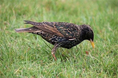 European Starling: Bird Identification, Habits, Facts, Nesting - Bird ...