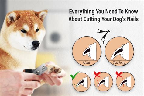 How to Trim A Dog's Nails? - The Petster