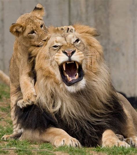 Lions Live in Constant Fear | Live Science