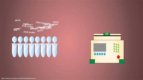 PCR - Polymerase Chain Reaction - Simple Animated Tutorial - YouTube