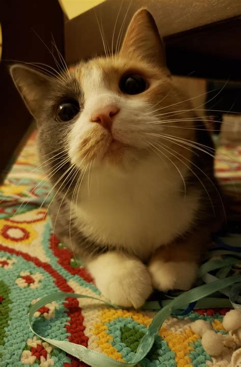 Look at those "Puss in Boots" sad eyes! : r/aww