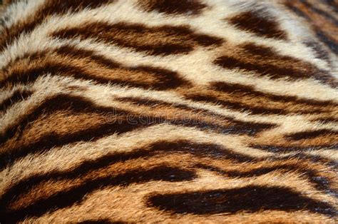 Tiger fur closeup stock photo. Image of copy, patterns - 49232698