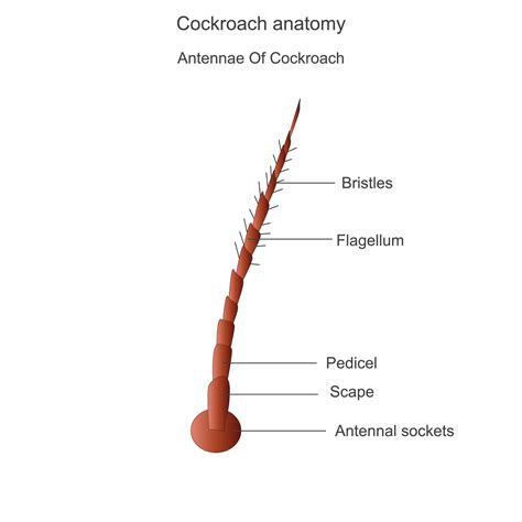 Cockroach anatomy, antennae parts. Biological illustration. Labelled ...