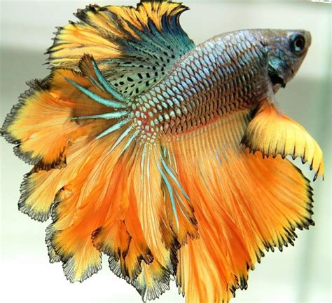 The most beautiful fish