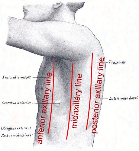 List of anatomical lines - Wikipedia