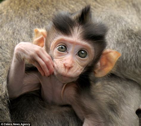 Check out these cheeky monkeys! Newborn primates are already giving mum a hard time | Daily Mail ...