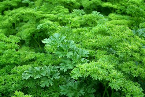 Parsley: How to Plant, Grow, and Harvest Parsley Plants | The Old Farmer's Almanac