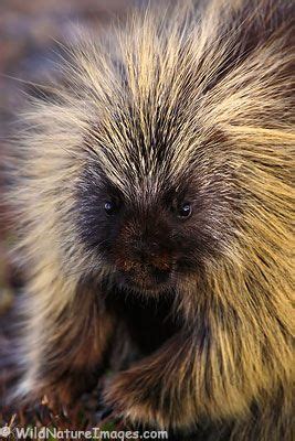 Porcupine - Photo Blog - Niebrugge Images | Animals wild, Zoo animals, Baby animals