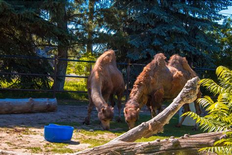 Tautphaus Park Zoological Society of Ida…