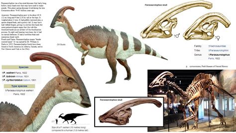 Parasaurolophus genus | Prehistoric creatures, Prehistoric animals ...