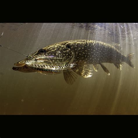 Esox Lucius Picture and Video - Northern Michigan | Guide Service ...