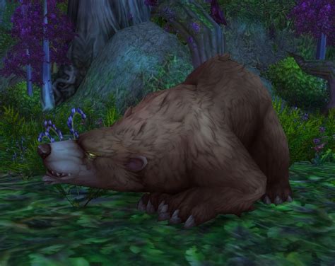 Elder Ashenvale Bear - Wowpedia - Your wiki guide to the World of Warcraft