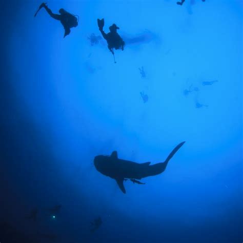 Whale Sharks in Utila, Honduras - Whale sharks' capital