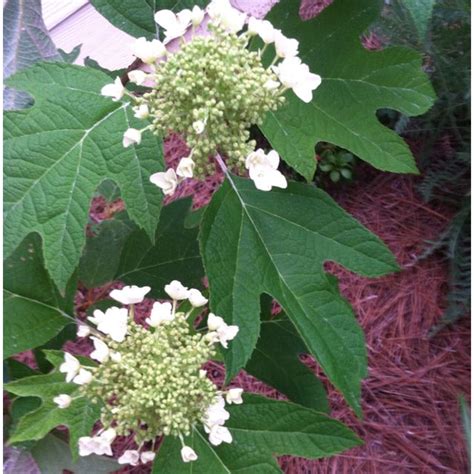 Maple leaf hydrangea | Hydrangea, Plants, Outside living