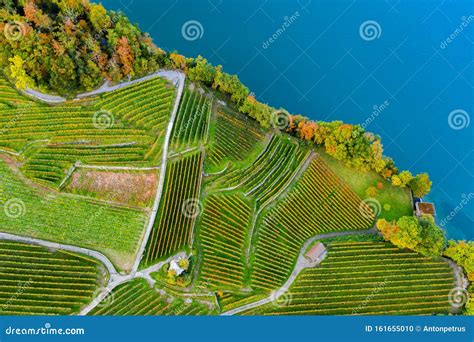 Vineyards with Spiez Castle in Spiez in the Bernese Oberland of ...