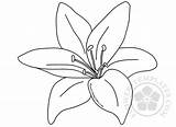 Lily flower coloring page  Flowers Templates sketch template