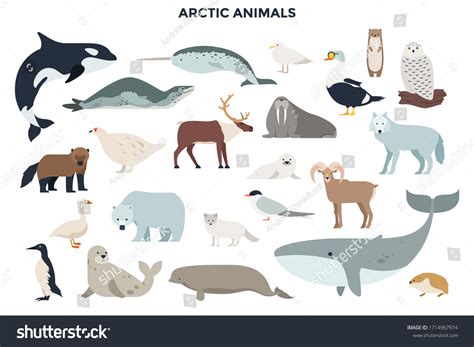 203,862 Arctic Animals Images, Stock Photos & Vectors | Shutterstock