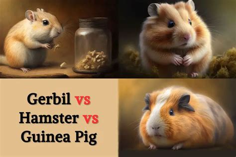 Gerbil vs Hamster vs Guinea Pig: Which One is The Best