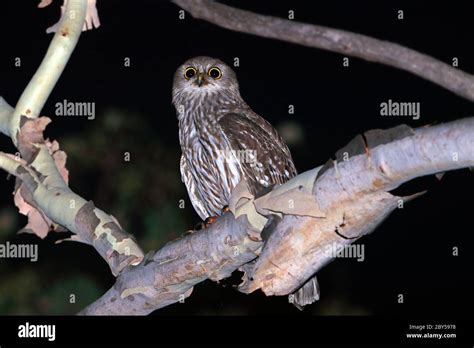 barking owl, barking hawk-owl (Ninox connivens, Hieracoglaux connivens), Male perches on a ...