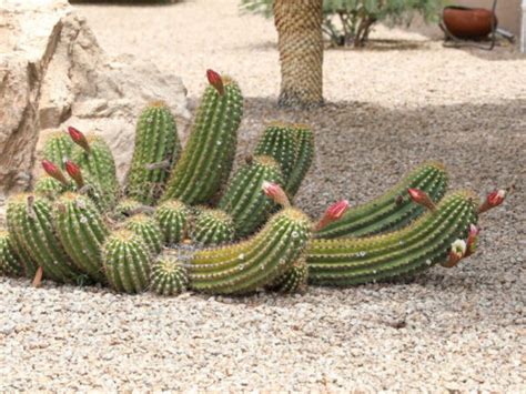 Argentine Giant Cactus | Elgin Nursery & Tree Farm: Phoenix, AZ