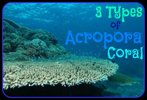 3 Types of Acropora Coral | Acropora coral, Coral, Underwater world