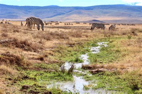 Guide To Ngorongoro Conservation Area - Tanzania Safaris | Sababu Safaris