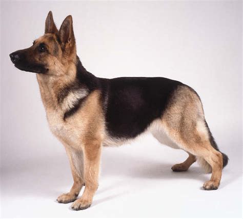 German Shepherd - The Ultimate Service Dog | All about German Shepherds