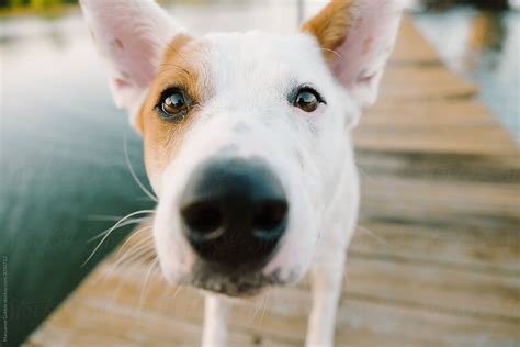 "Curious Dog" by Stocksy Contributor "Maryanne Gobble" - Stocksy