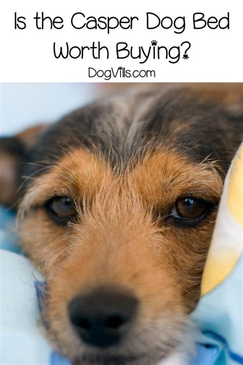 Casper Dog Bed Review: Is it Worth It? - DogVills