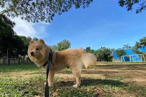 Chow Chow Pomeranian Mix: Your Guide To A Cute Hybrid dog