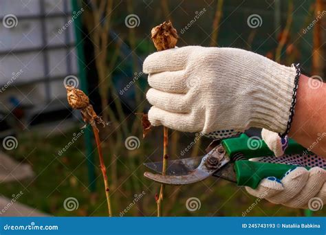 Pruning Rose Bushes in Spring. Garden Work Stock Image - Image of person, cutter: 245743193