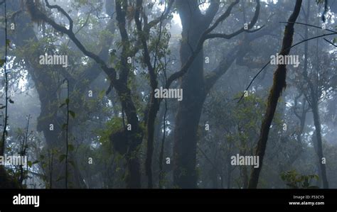 smoke rising from the earth: live volcano near Antigua Guatemala Stock Photo - Alamy