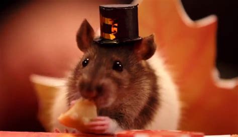 Tiny Hamsters Having Tiny Thanksgiving | Foodiggity