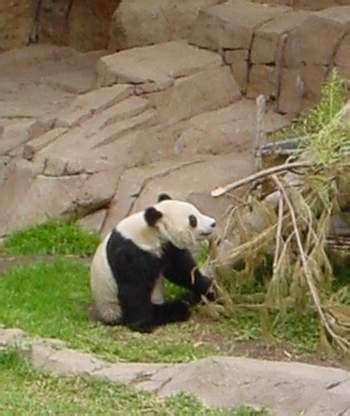 File:Panda eating Bamboo.jpg - Wikipedia, the free encyclopedia