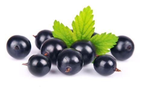 Frutarom Health launches performance ingredient Activeberry | News ...