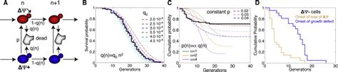 Age-Independent Decline in Mitochondrial Membrane Function in Aging ...