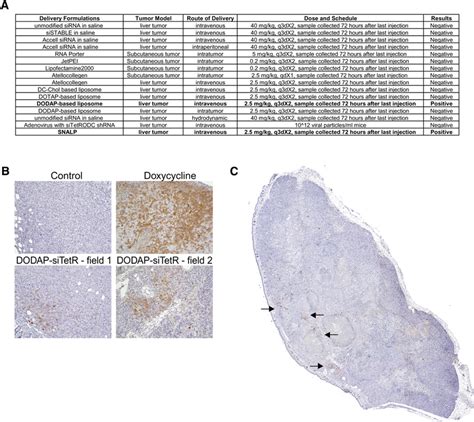 Evaluate siRNA delivery methods using the positive-readout model. (A ...