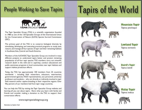 Tapirs of the World Infographic