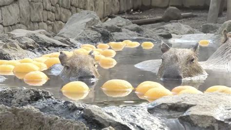 The only good part of the winter are these capybaras in a yuzu bath | Mashable