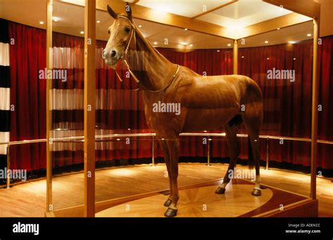 Legendary racehorse Phar Lap, Melbourne museum Stock Photo - Alamy