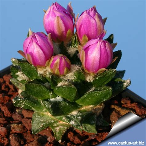 Ariocarpus scapharostrus