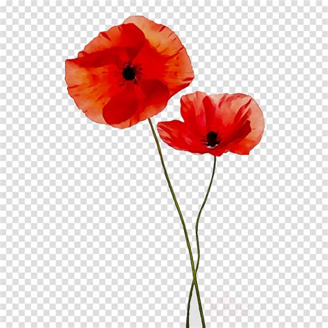 Flower, Red, Poppy, transparent png image & clipart free download png for Free Download | DLPNG ...