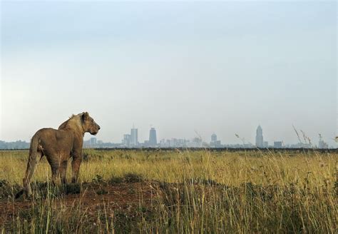 Lion, Nairobi National Park, Kenya - Most Beautiful Picture