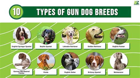 Types Of Bird Hunting Dogs
