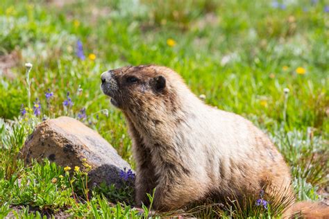 Five Things You Didn’t Know about Groundhogs | Tufts Now