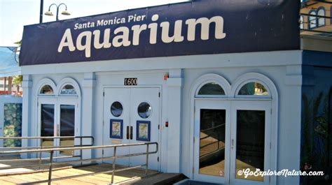 Visit the pint-sized Santa Monica Pier Aquarium for some undersea fun ...