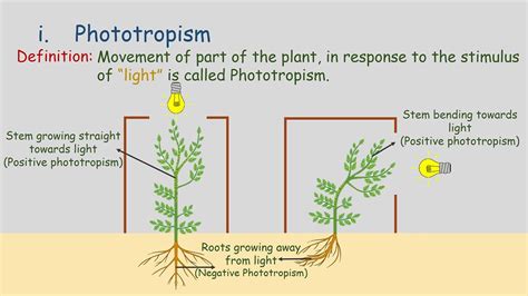 Tropic Movements | Movement in Plants | Phototropism | Geotropism ...