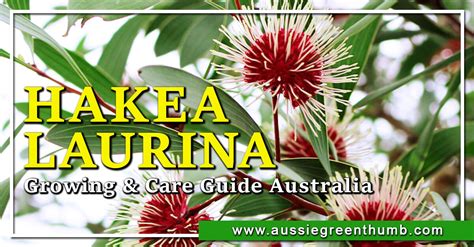 Hakea laurina | Growing + Care Guide Australia - AGT