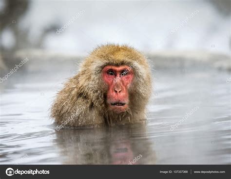 Japanese macaque in hot spring — Stock Photo © GUDKOVANDREY #137337368